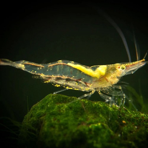 Caridina longirostris - Short nose garnelen (1.5-2 cm)
